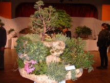 2004 Bonsai kiállítás